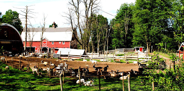 Goats outside of red barn at Nettle Meadow Farm