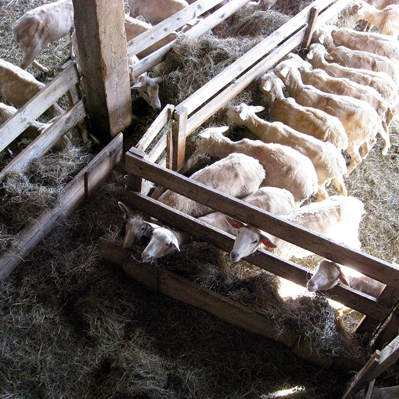 Lambs inside barn feeding on hay at Vermont Shepherd
