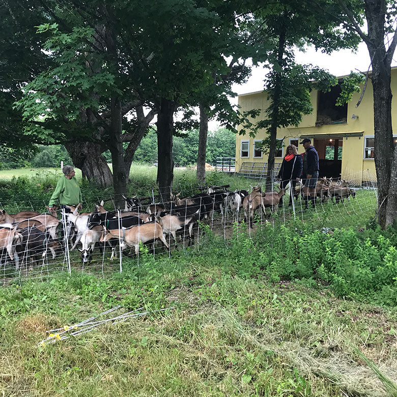 Goat dairy farm