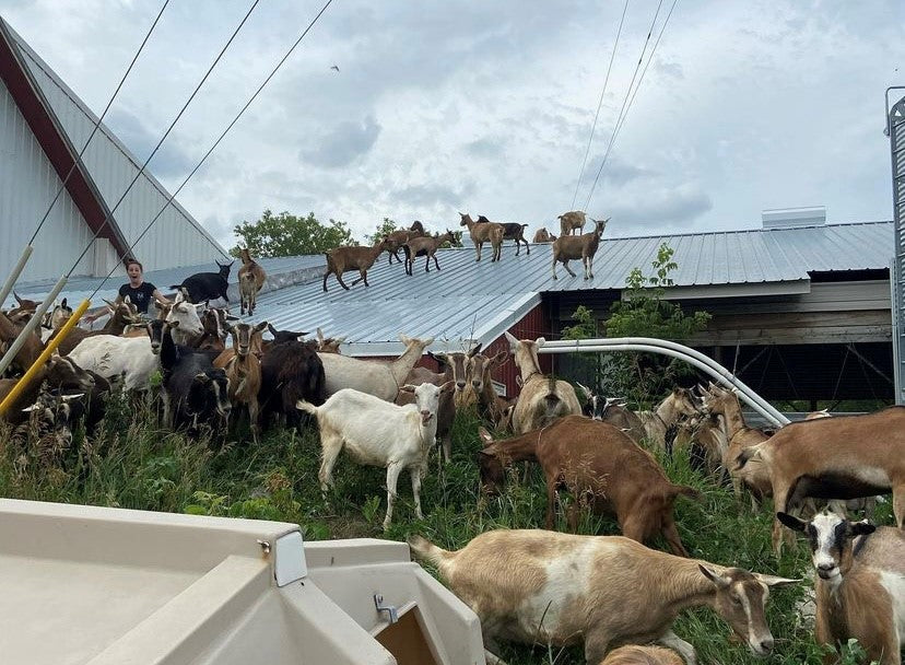 Goats of Boston Post Dairy