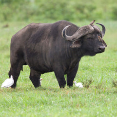 water buffalo 