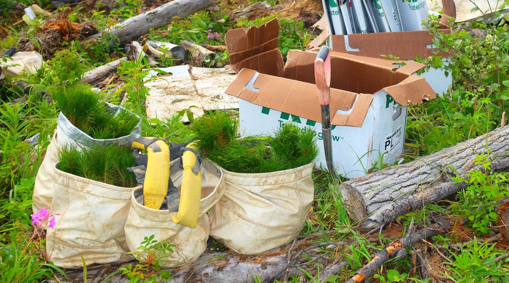 tree seedlings ready to be planted by Blue Green Planet Project