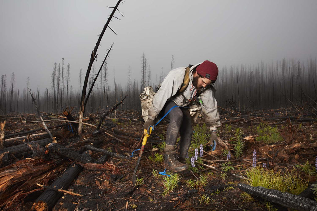 Blue Green Planet Project planting trees in Canada