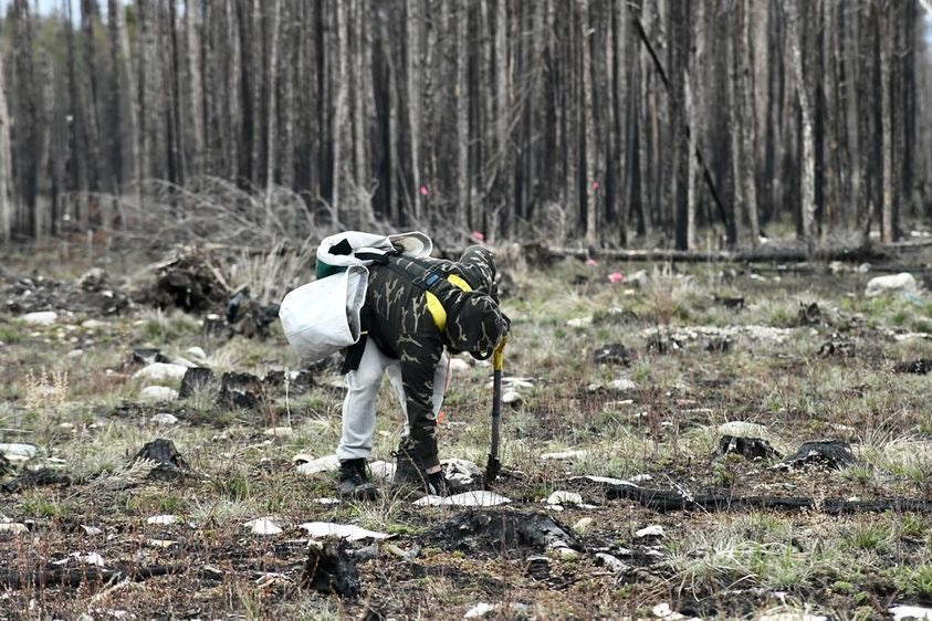 indigenous tree planter in Canada