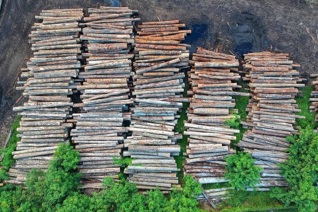 lumber from forestry