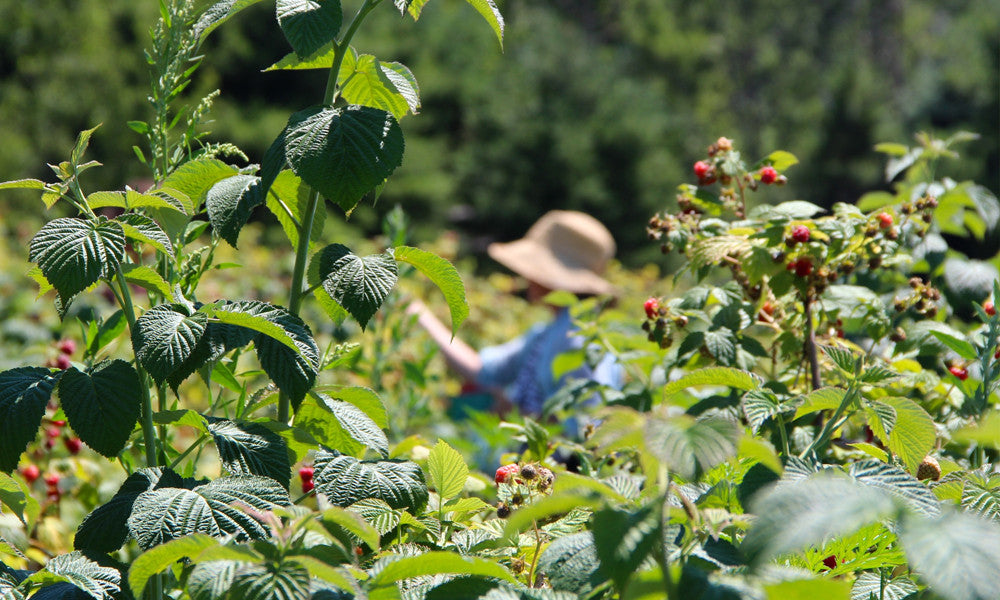 A red raspberry leaf plant