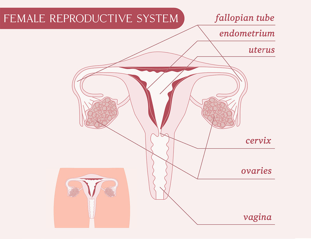 Anatomie féminine et vérification du col de l'utérus