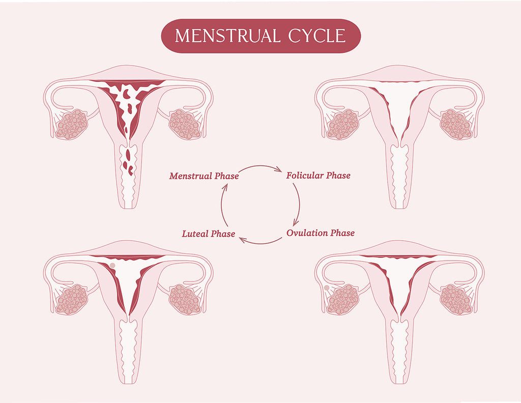 Tableau du système reproducteur féminin