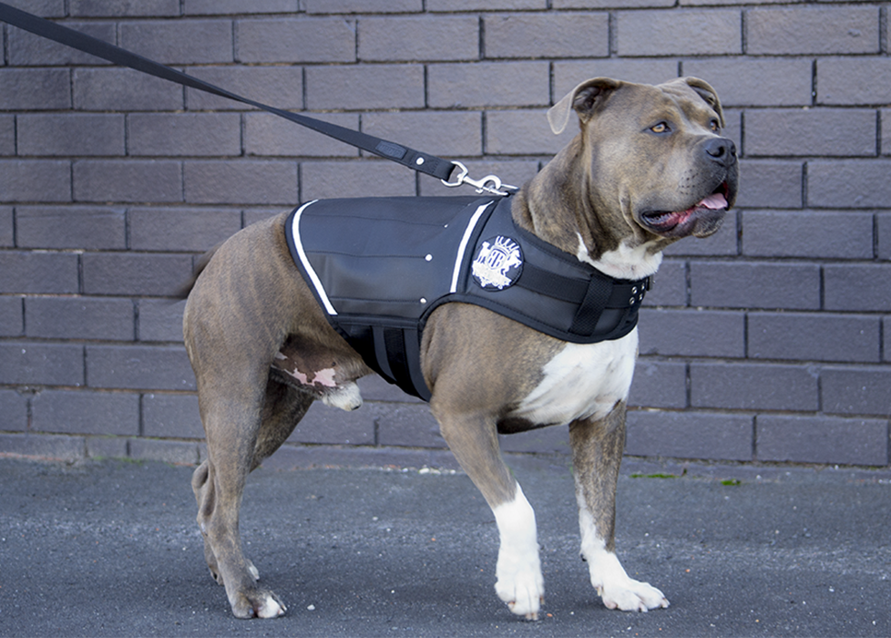 dog weight vest for muscle building