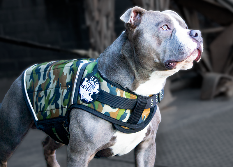 dog weight vest for muscle building