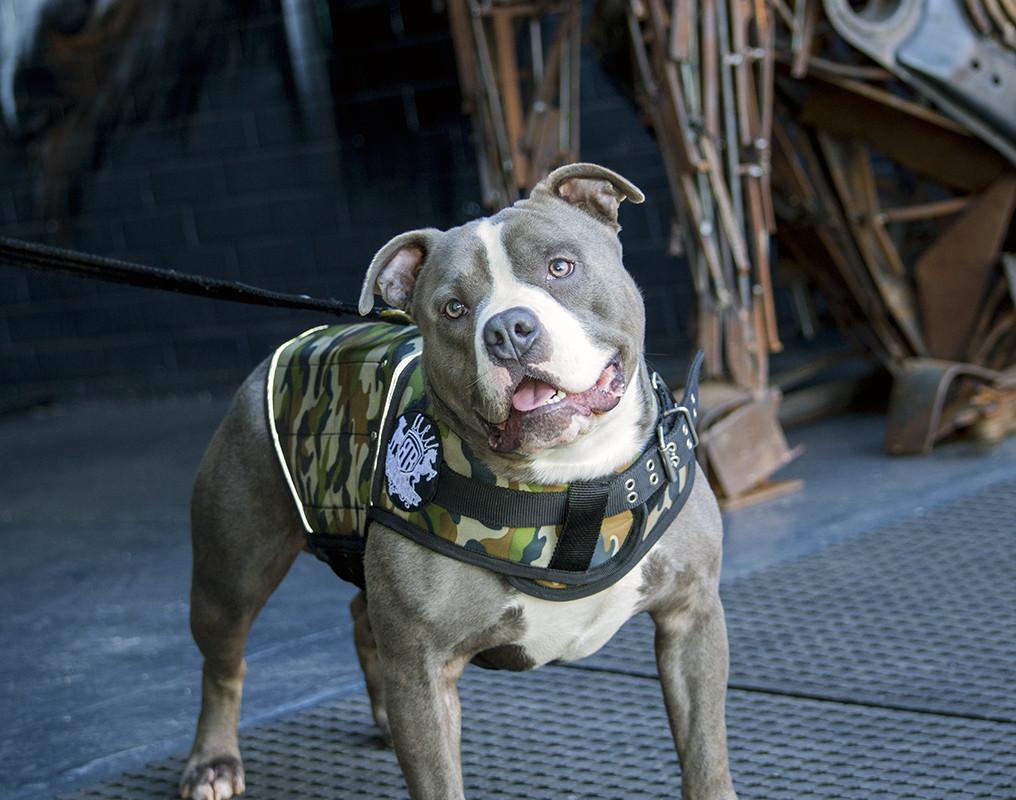 dog weight vest for muscle building