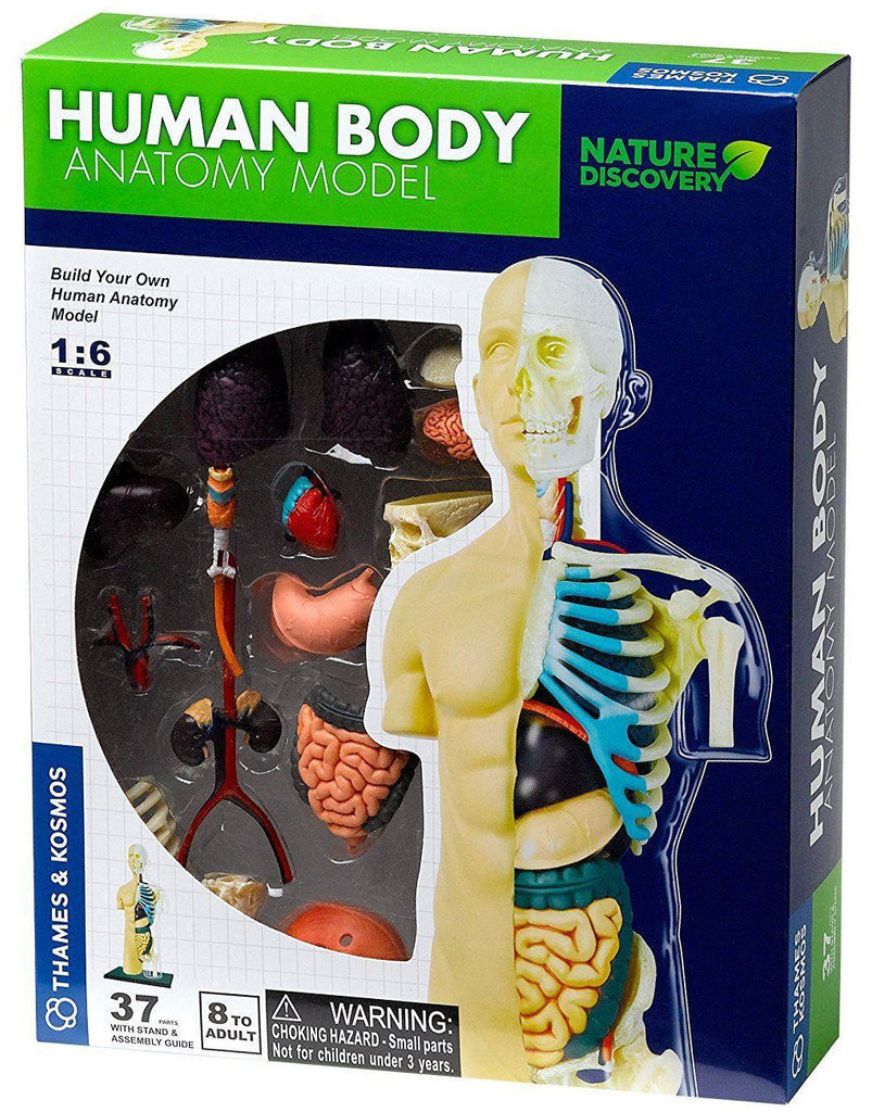 anatomy toys human body