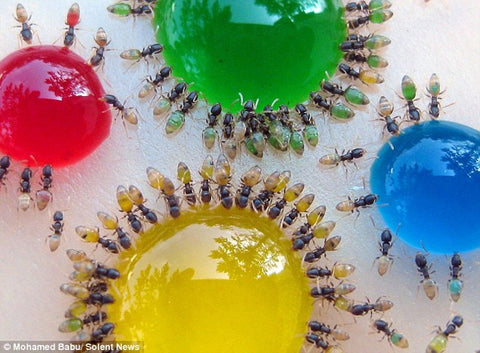 Ants stomach becoming colored while drinking colored water drops