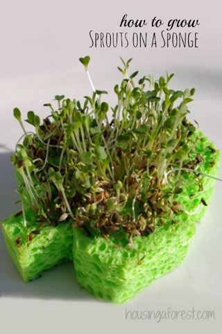 clover sprouts on a sponge