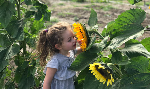 Little girl with smelling a sunflower