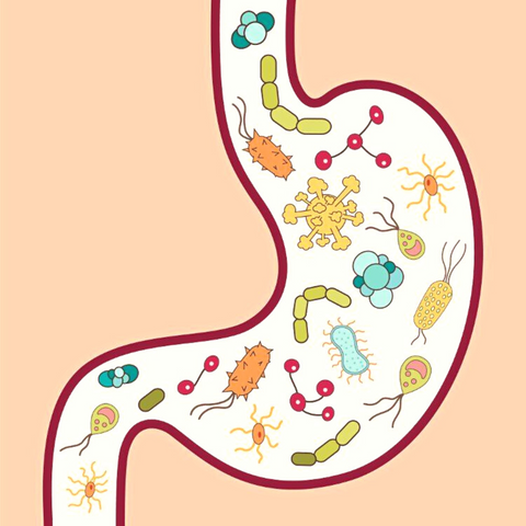 gut-microbiome