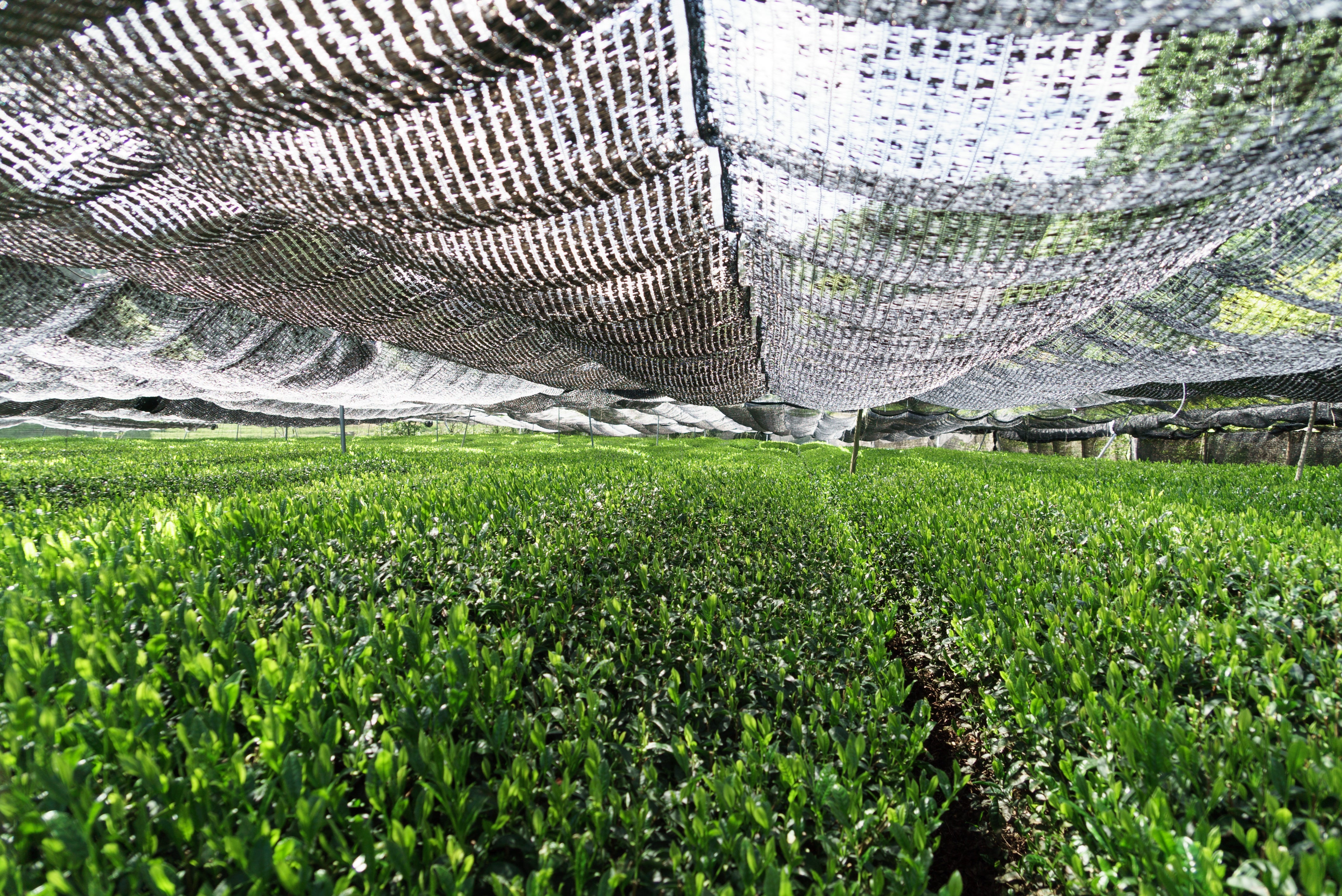 matcha tea fields in uji, japan