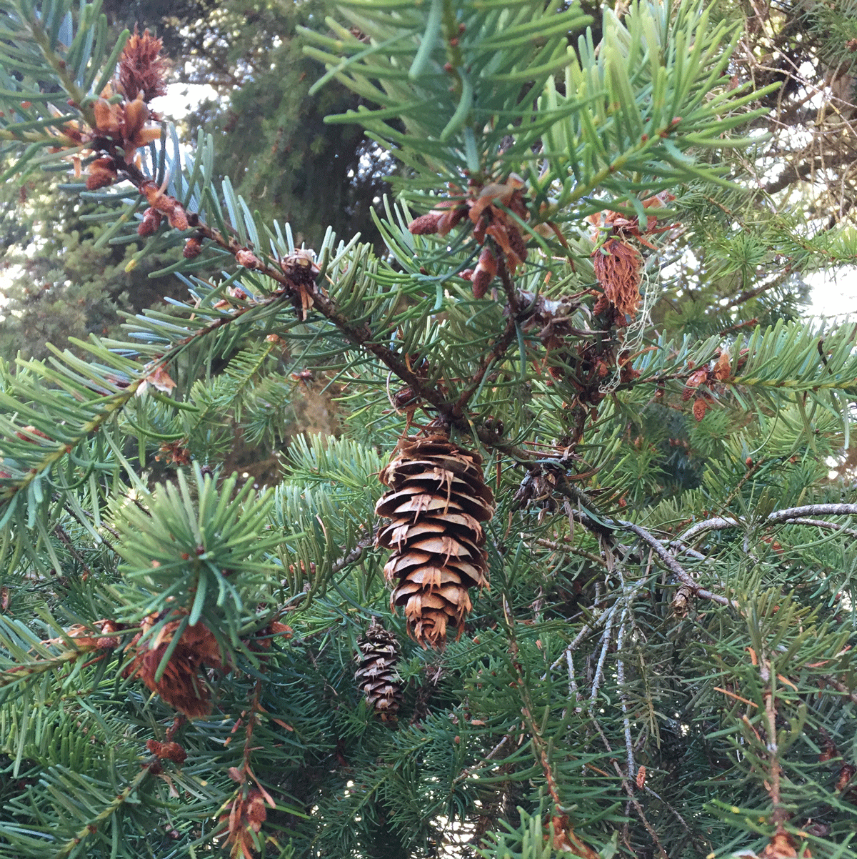 douglas fir tree cone