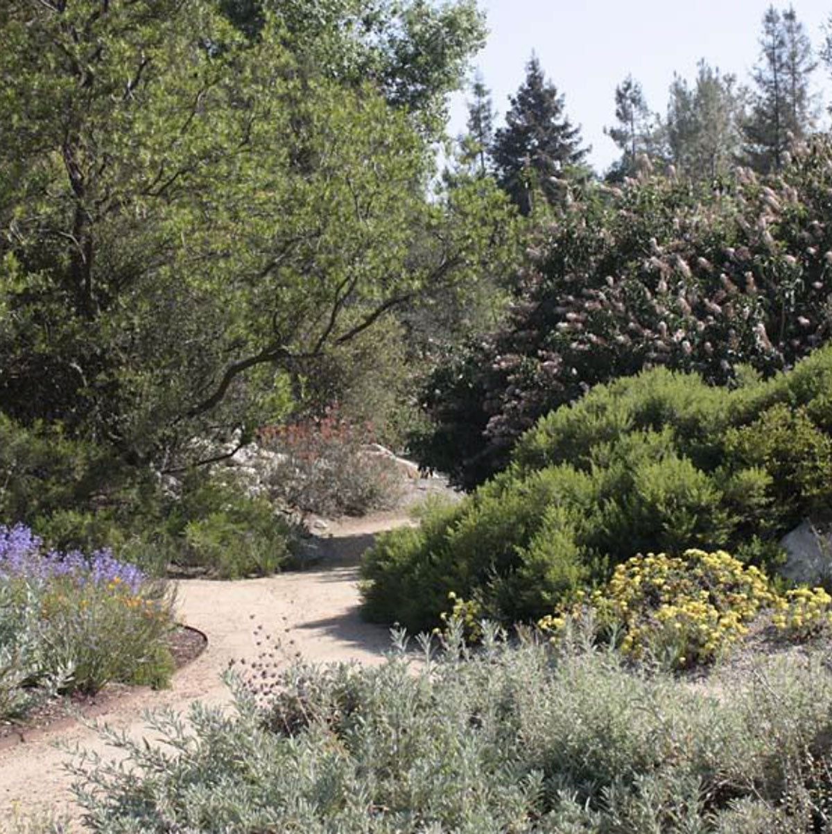 1 Store Spotlight Rancho Santa Ana Botanic Garden Mountain