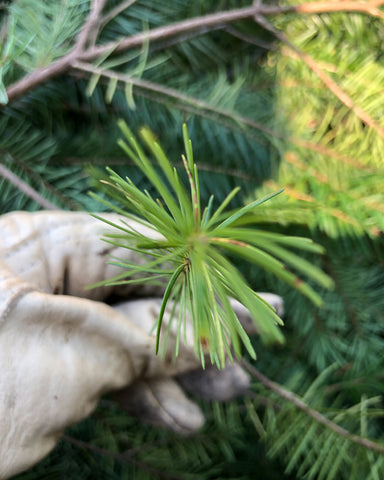 Douglas-Fir Tips - Mountain Girl Essentials