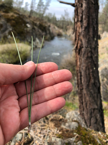 Gray Pine Needles