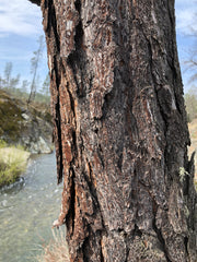 Gray Pine Bark