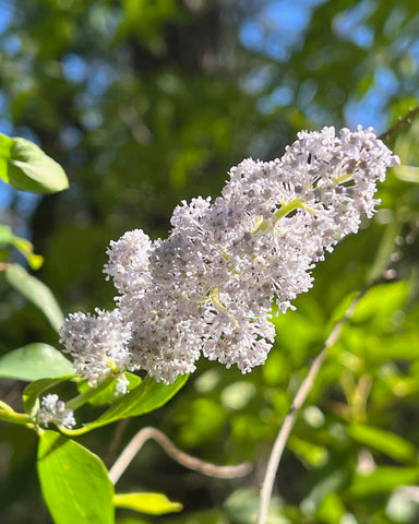 California Native Plant Wild Lilac Ceanothus