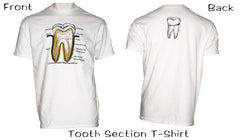 Tooth Sections T Shirts