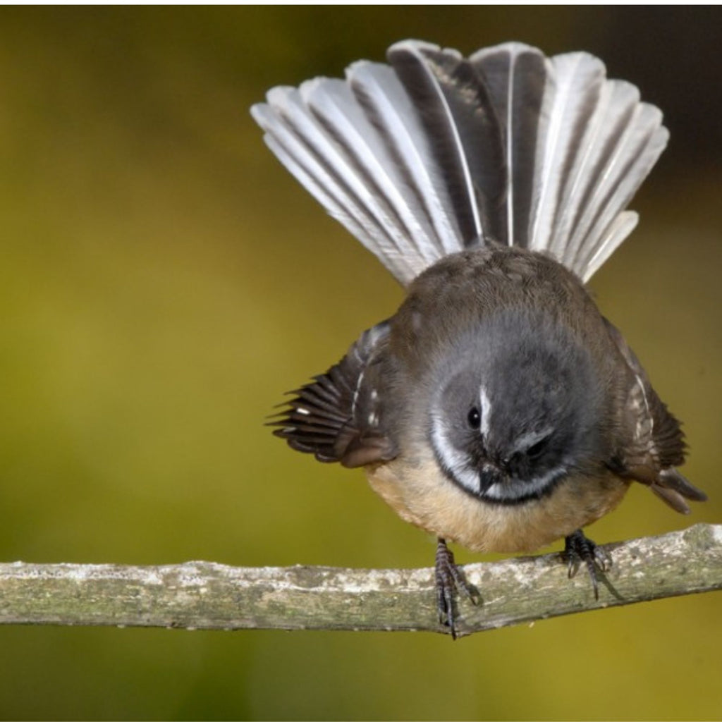 How Does Climate Change Affect Birds? The Shocking Reality of Climate