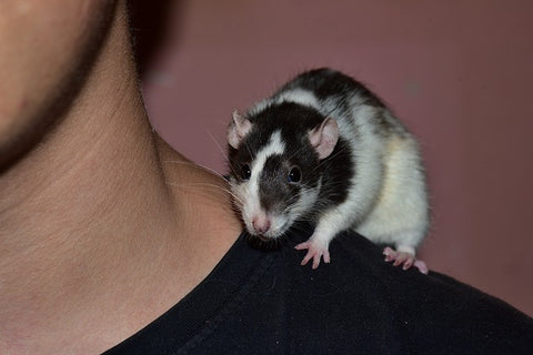 Rat On Shoulder
