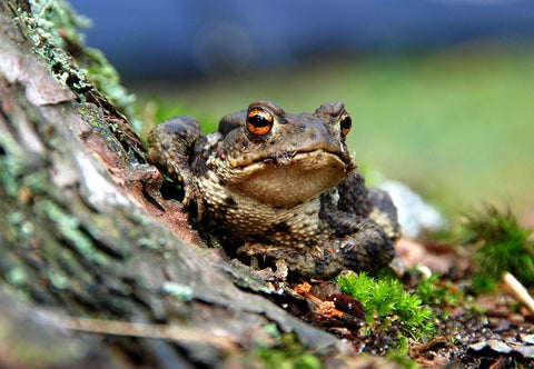 Terrestrial Frogs Small Care Sheet: Food, Habitat & Health