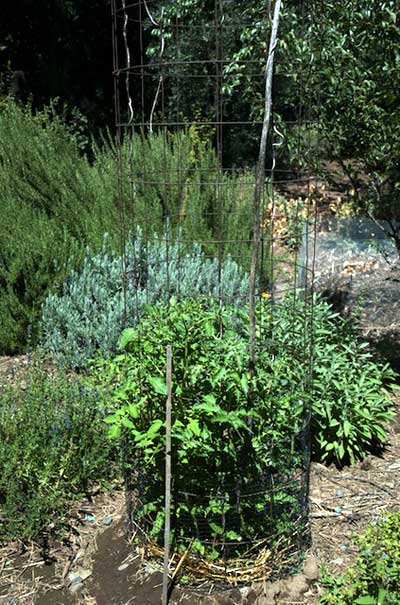 caged tomatoes