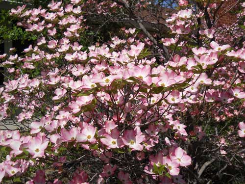 dogwood in bloom