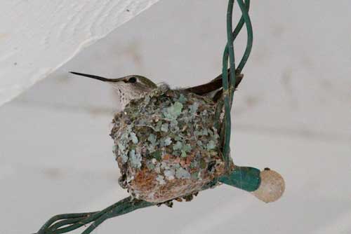 hummingbird in a nest