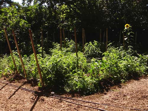 Valley Oak trial garden June 20th 2013