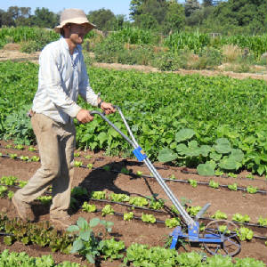 Farmer using a Valley Oak Wheel Hoe