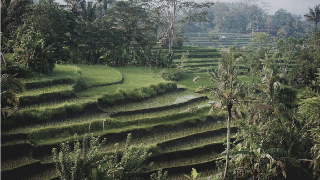 Wide shot of rice terraces in Bali. [Image: LoweStock at Getty Images]