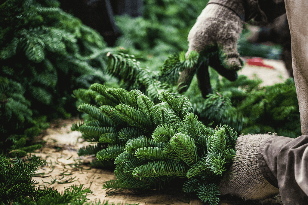 Oregon Holiday Wreaths - Trimming Wreaths