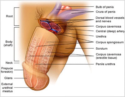 Enlargemet for men. Get bigger and wider