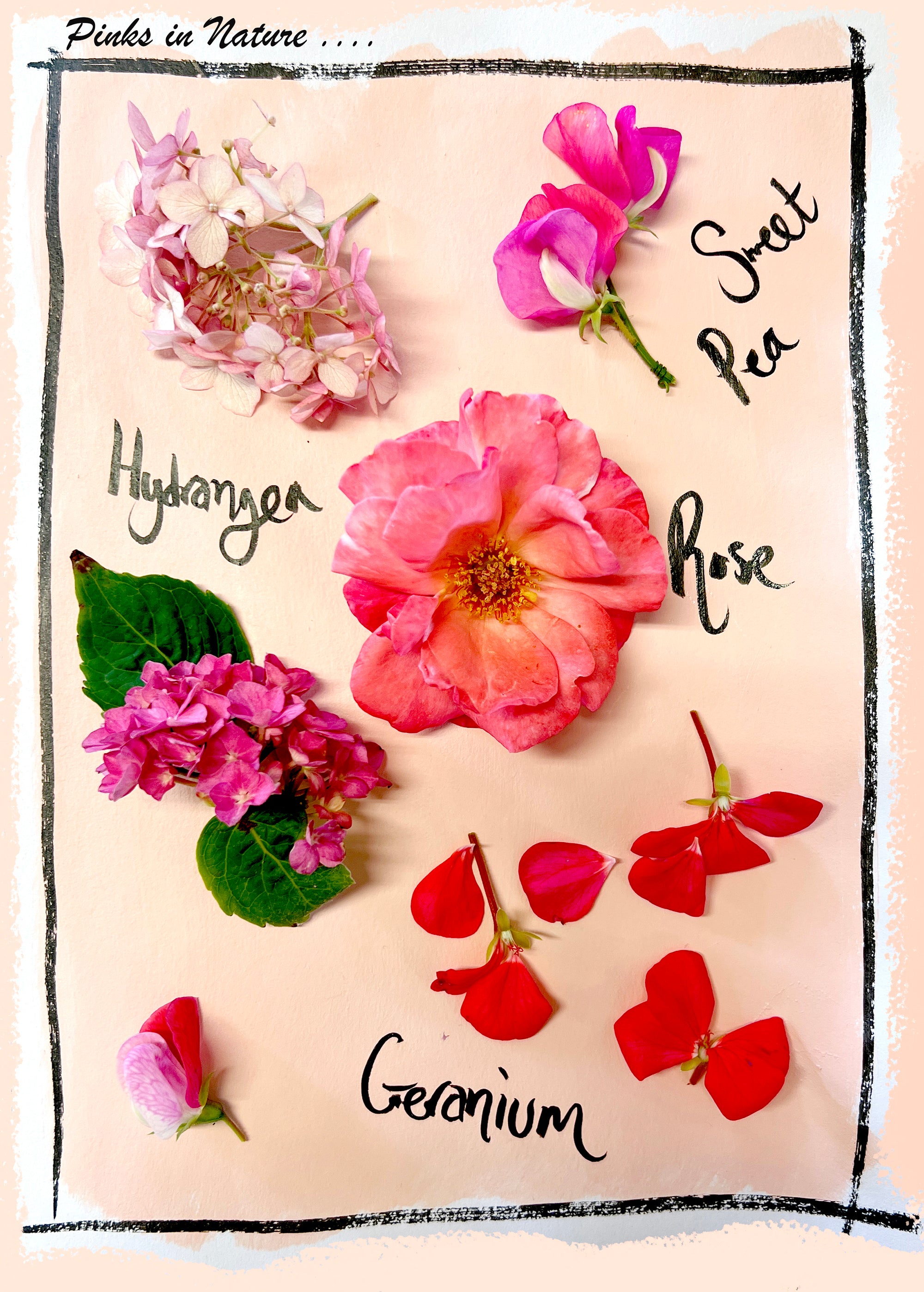 Alexandra King July 23 sketchbook zine pink flowers in nature page 5
