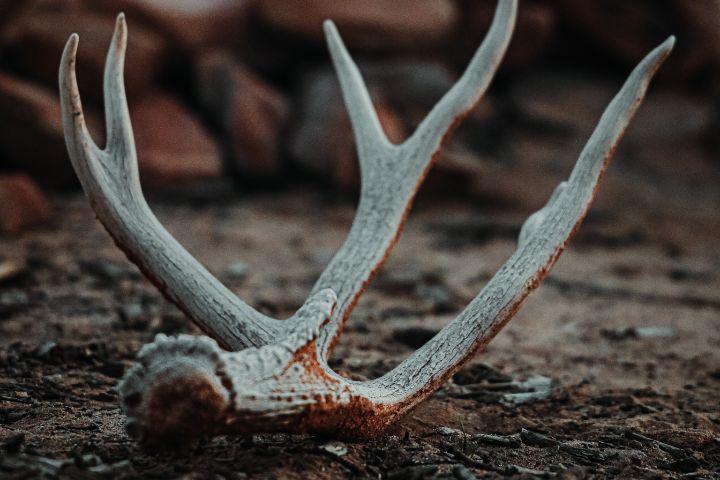 Bois de cerf tombé dans la nature