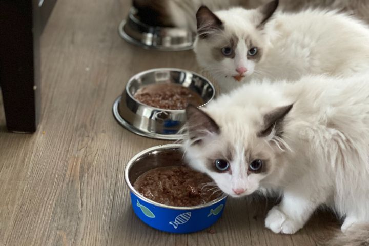 Pourquoi donner des croquettes pour chat stérilisé ? Atavik