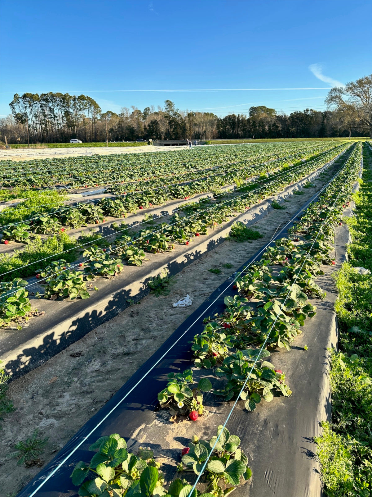 image of strawberry field