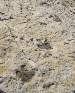 Dino footprints