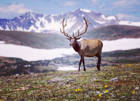 Elk