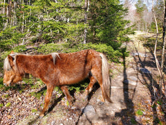 Appalachian Trail, Grayson Highlands, LeHay's Shaker Boxes, Shaker Hikes, Wild Ponies