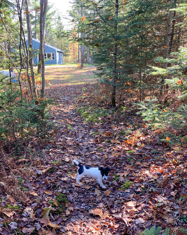 LeHay's Shaker Boxes, Shop Puppy, Sophie Mae LeHay, Autumn in Maine