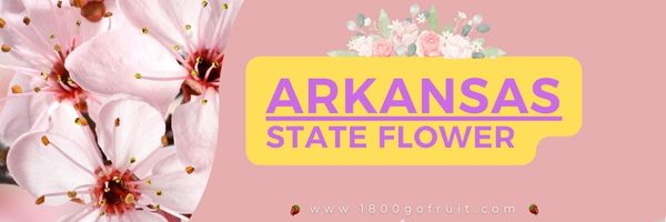 The Stunning Arkansas Apple Blossom