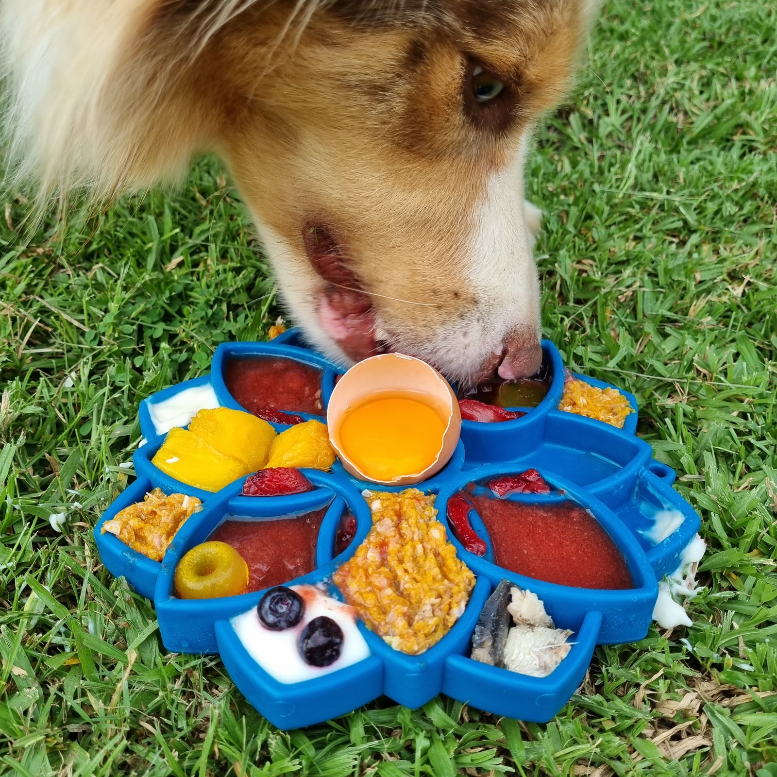 eggs-why-your-dog-needs-them-rover-pet-products