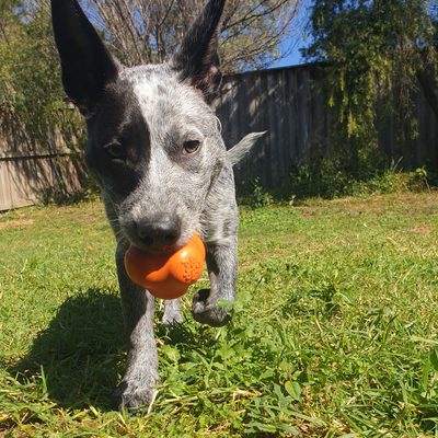 large dog toys